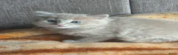 Mixed Breed cats for sale: Beautiful kittens available  - Advert 7