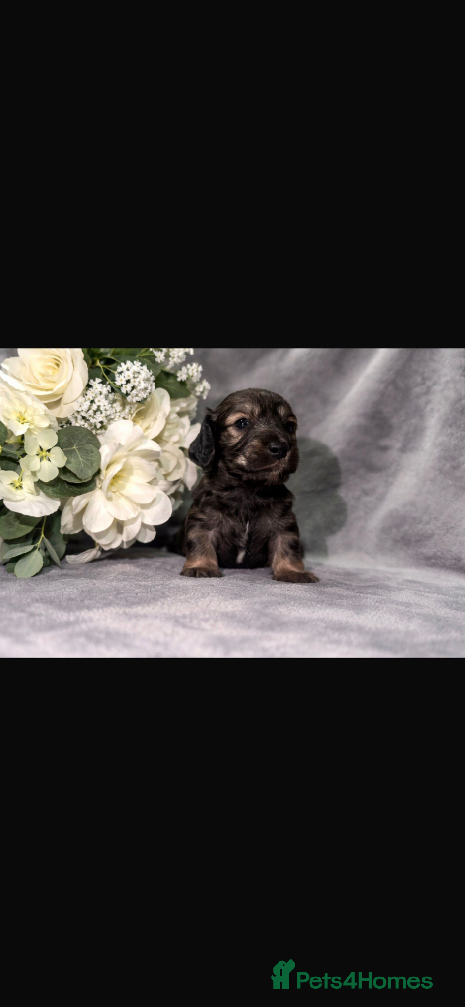 Miniature Dachshund dogs READY NOW! Long Haired Miniature Creams  - Advert 1