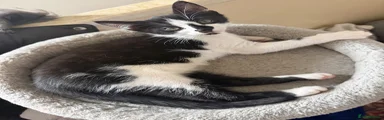 Black and White - Junior 
