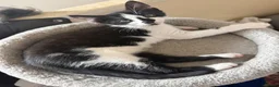 Mixed Breed cats for sale: Tortie & Black and White kittens!  in York - Advert 5