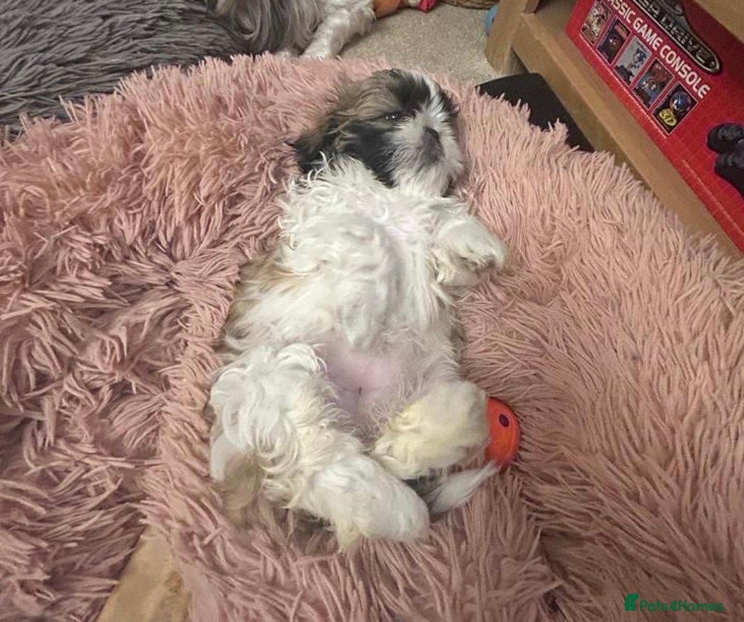 Malshi dogs for sale: Beautiful Shih tzu x Malshi puppies  - Image 9