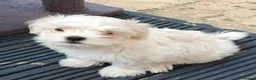 Maltese dogs for sale: Beautiful cuties - Advert 11