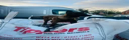 Belgian Shepherd Dog dogs for sale: Belgian malinois  - Advert 6