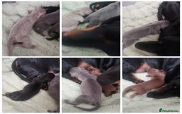 Dachshund dogs for sale: Miniature dachshunds  - Image 6