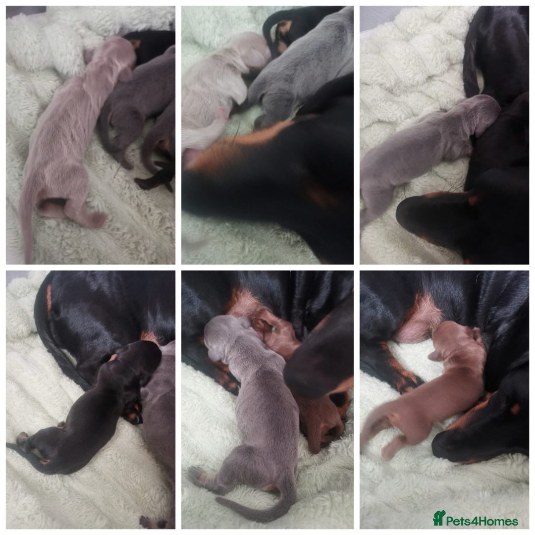 Dachshund dogs for sale: Miniature dachshunds  - Image 6