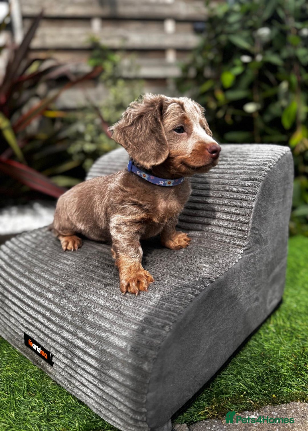 Miniature Dachshund dogs for sale: 💗 READY TO LEAVE - K.C MINIATURE DACHSHUND 💗 - Image 17