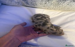 Dachshund dogs for sale: Dapple Dachshund Puppies - Image 16