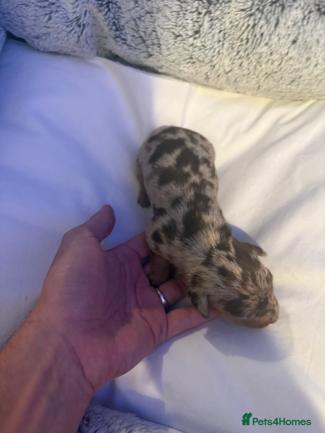 Dachshund dogs for sale: Dapple Dachshund Puppies - Image 16