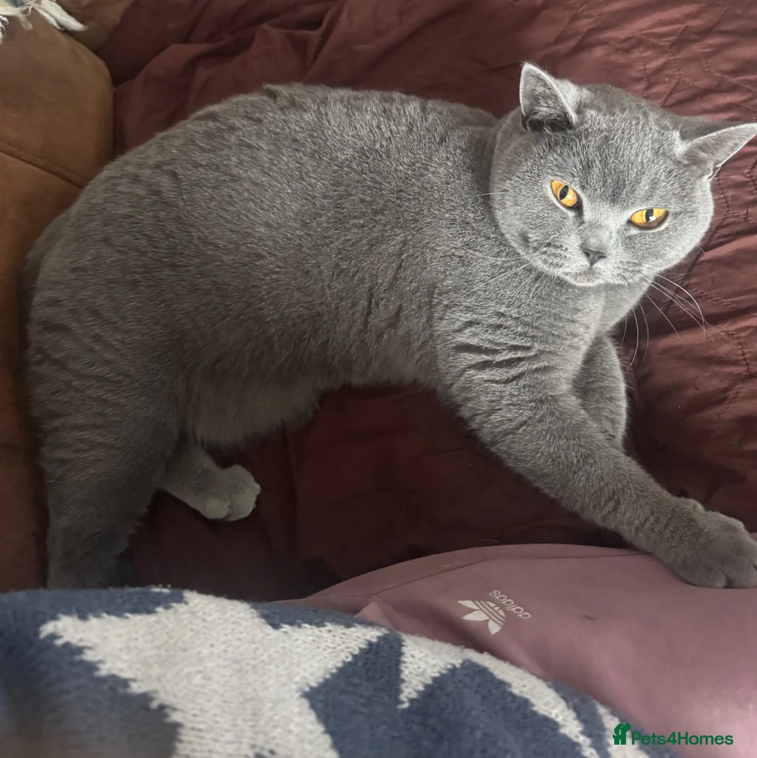 British Shorthair cats for sale: Only 2 left short haired British blue kittens - Advert 8