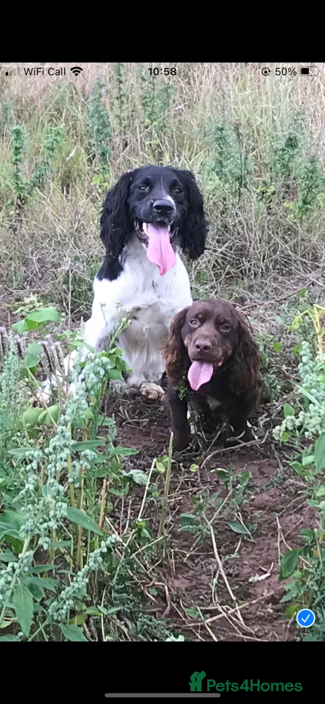 English Springer Spaniel dogs for stud: FULLY HEALTH TESTED BLACK AND WHITE SPRINGER. in Market Drayton - Advert 4