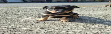 Australian Kelpie 4