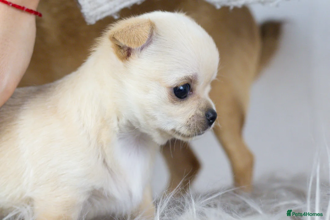 Chihuahua dogs for sale: Short- haired Chihuahua girls - Advert 4