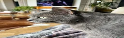 British Shorthair cats for sale: Luna - rehoming our beautiful indoor cat - Advert 4