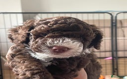 Miniature Poodle dogs for stud: Ralph-Chocolate Merle miniature poodle stud  - Image 18