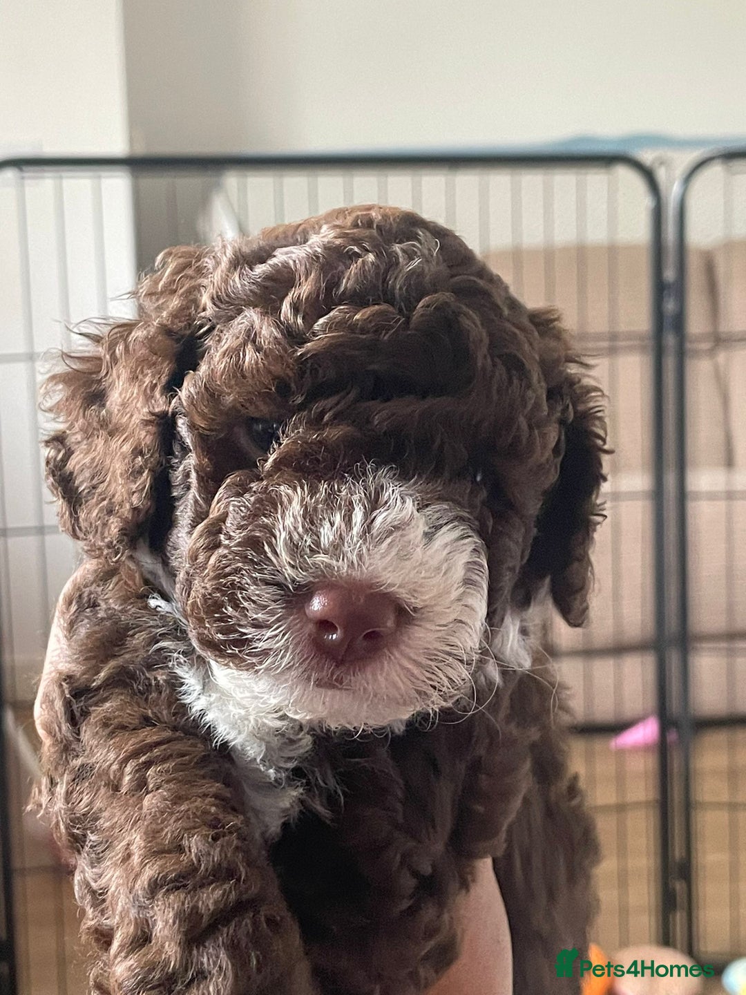 Miniature Poodle dogs for stud: Ralph-Chocolate Merle miniature poodle stud  - Image 18