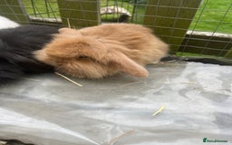 Mini Lion Lop rabbits for sale: Beautiful baby mini lion lops  - Image 6