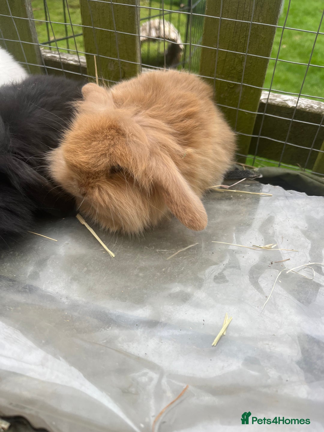 Mini Lion Lop rabbits for sale: Beautiful baby mini lion lops  - Image 6