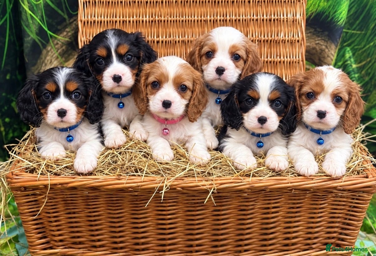 Cavalier King Charles Spaniel dogs Cavalier King Charles Spaniels (Dad DNA tested) - Advert 1