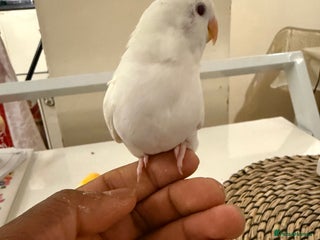 Lovebirds birds Hand-reared Lovebirds - Advert 1