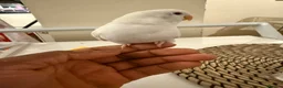 Lovebirds birds for sale: Hand-reared Lovebirds  - Advert 5