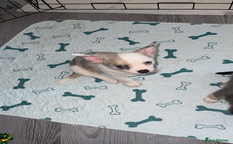 Chihuahua dogs - Advert 1