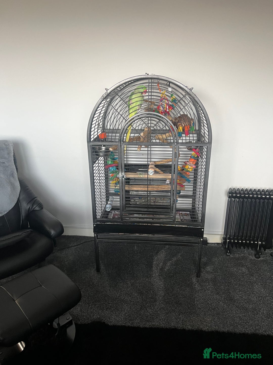 Parrots birds for sale: Male Alexandrian 1 year - Advert 8