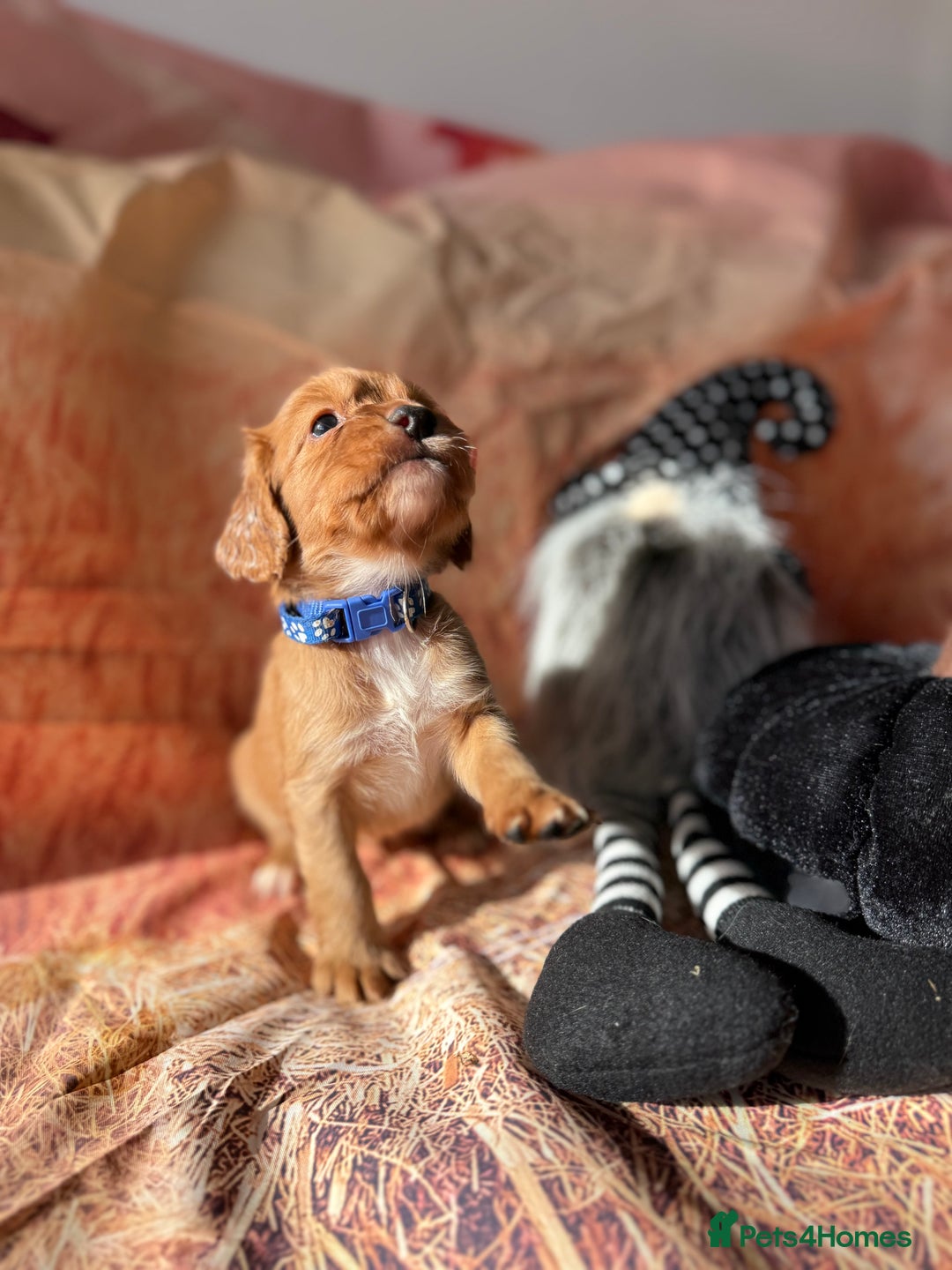 Cocker Spaniel dogs for sale: 🧡Fox Red WCS🧡 - Image 20