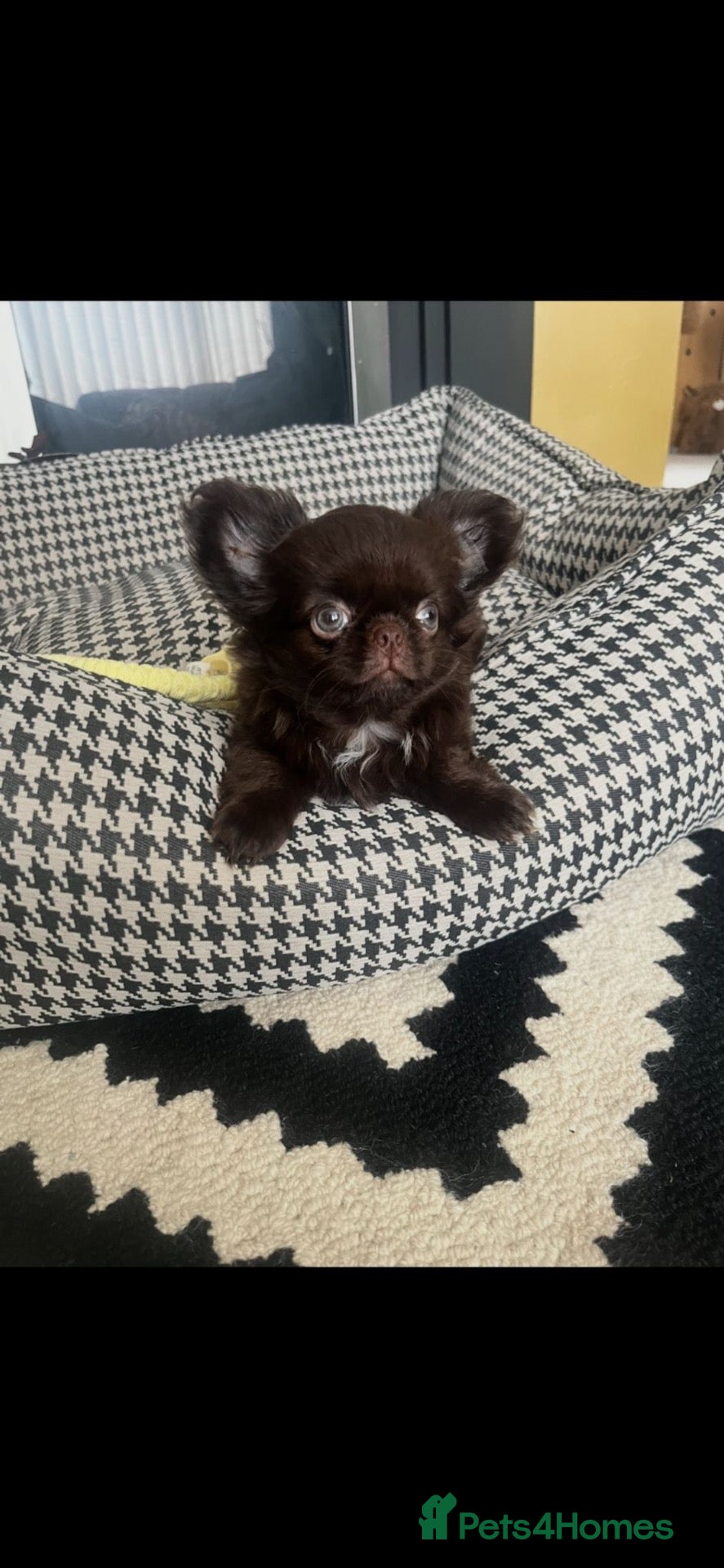 Chihuahua dogs Ready now beautiful Thai/russian chihuahuas  - Advert 8