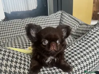 Chihuahua dogs Ready now beautiful Thai/russian chihuahuas - Advert 8