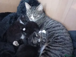 Mixed Breed cats 6 Crazy, curious, loving kittens - Advert 5