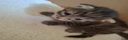 Mixed Breed cats for sale: 3 beautiful gray tabby kittens  in Doncaster - Advert 13