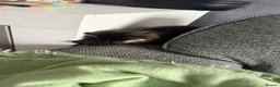 Mixed Breed cats for sale: Super cute and friendly tabby kittens  - Advert 4