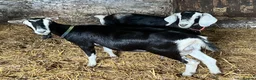 Goats livestock for sale: Female British Alpine x for sale - Advert 2