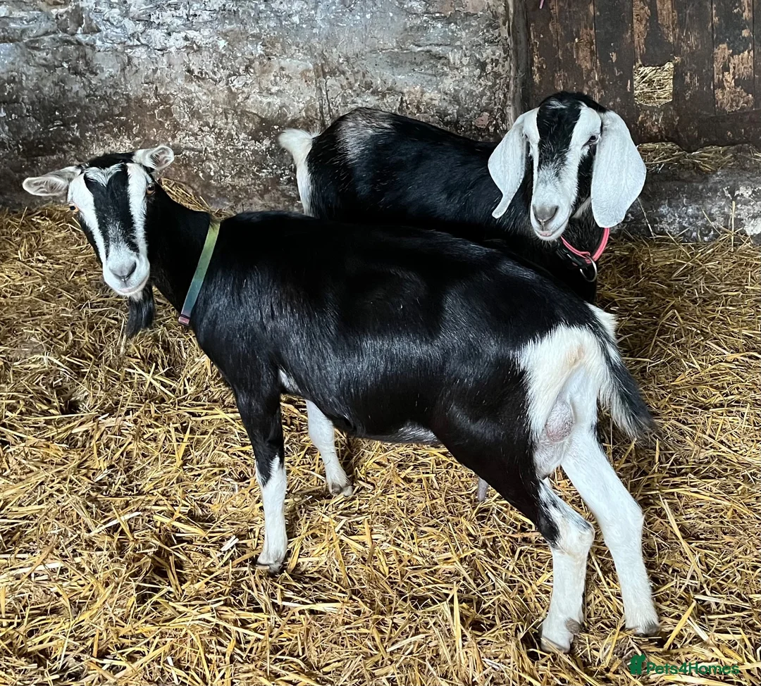 Goats livestock for sale: Female British Alpine x for sale - Advert 2