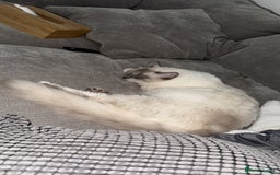 Ragdoll cats for sale: Purebred Ragdoll cat for rehoming - Image 3
