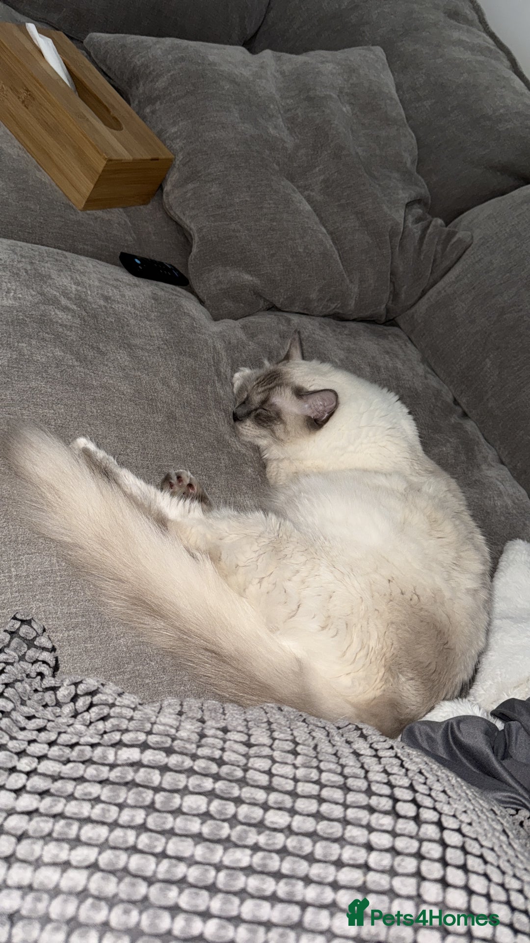 Ragdoll cats for sale: Purebred Ragdoll cat for rehoming - Image 3