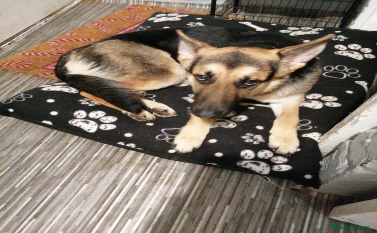 German Shepherd dogs - Advert 1