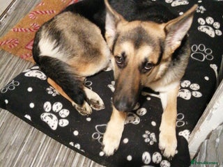 German Shepherd dogs for sale - Advert 1