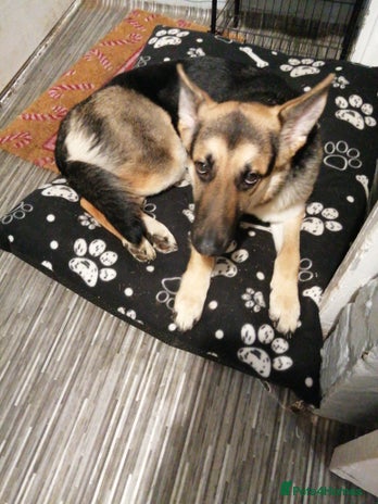 German Shepherd dogs - Advert 1