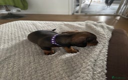 Dachshund dogs for sale: 8 dachshund puppies  - Image 33