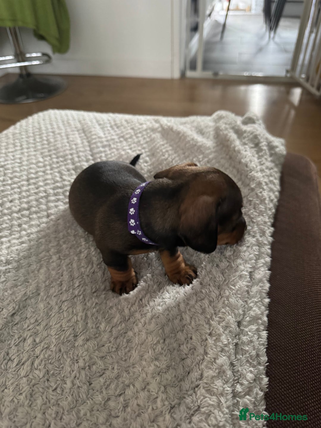 Dachshund dogs for sale: 8 dachshund puppies  - Image 33