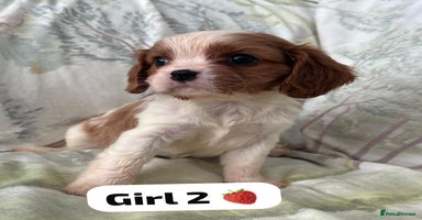 Cavalier King Charles Spaniel dogs - Advert 16
