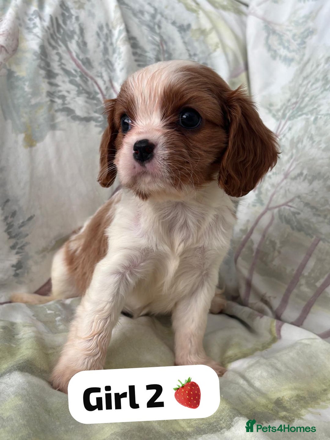 Cavalier King Charles Spaniel dogs for sale: Cavalier King Charles 1 girl 1 boy  - Image 3