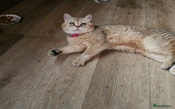 Scottish Fold cats for stud: Scottish straight gold male  - Image 4