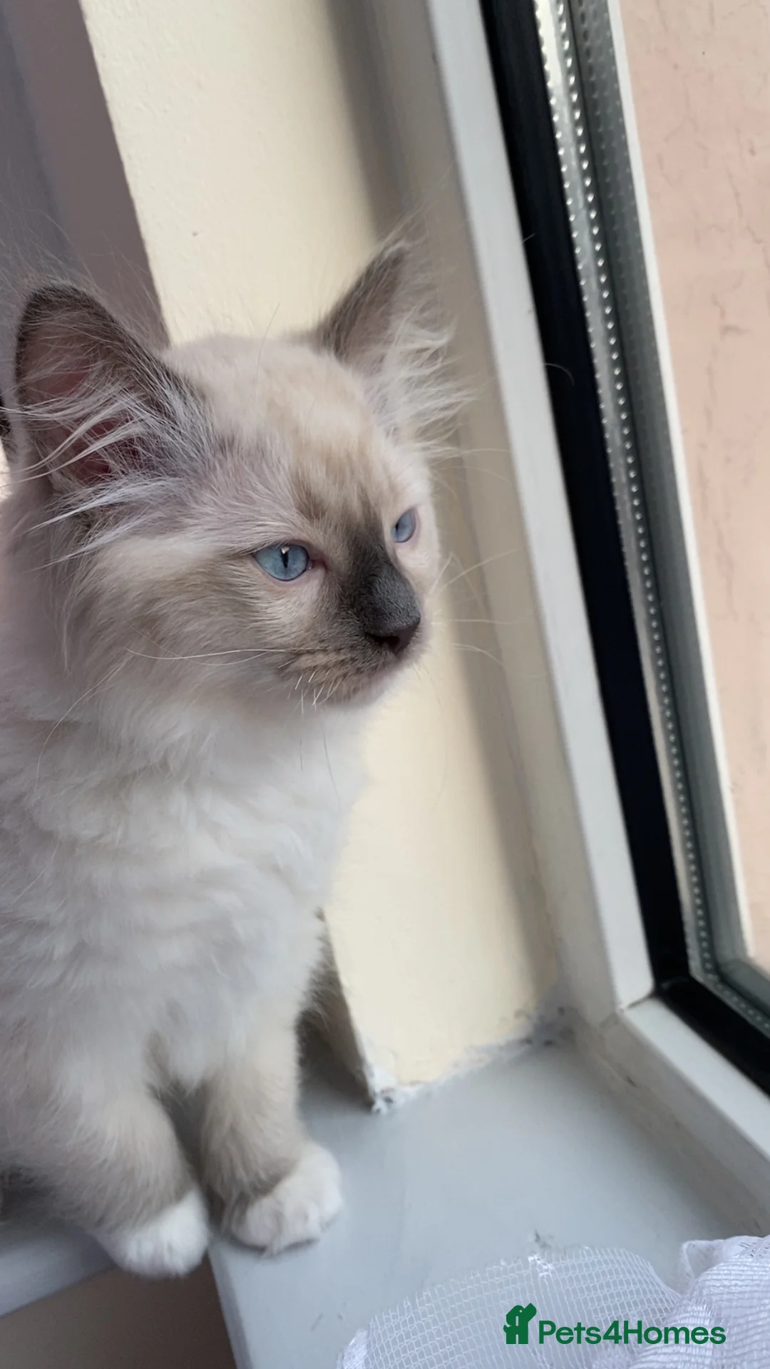 Ragdoll cats for sale: Beautiful 1-Year-Old Male Ragdoll Cat - Advert 10