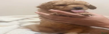 Cavapoo 4