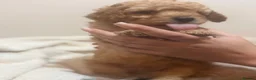 Cavapoo dogs for sale: Beautiful cavapoo pups  in Shoreham-by-Sea - Advert 10