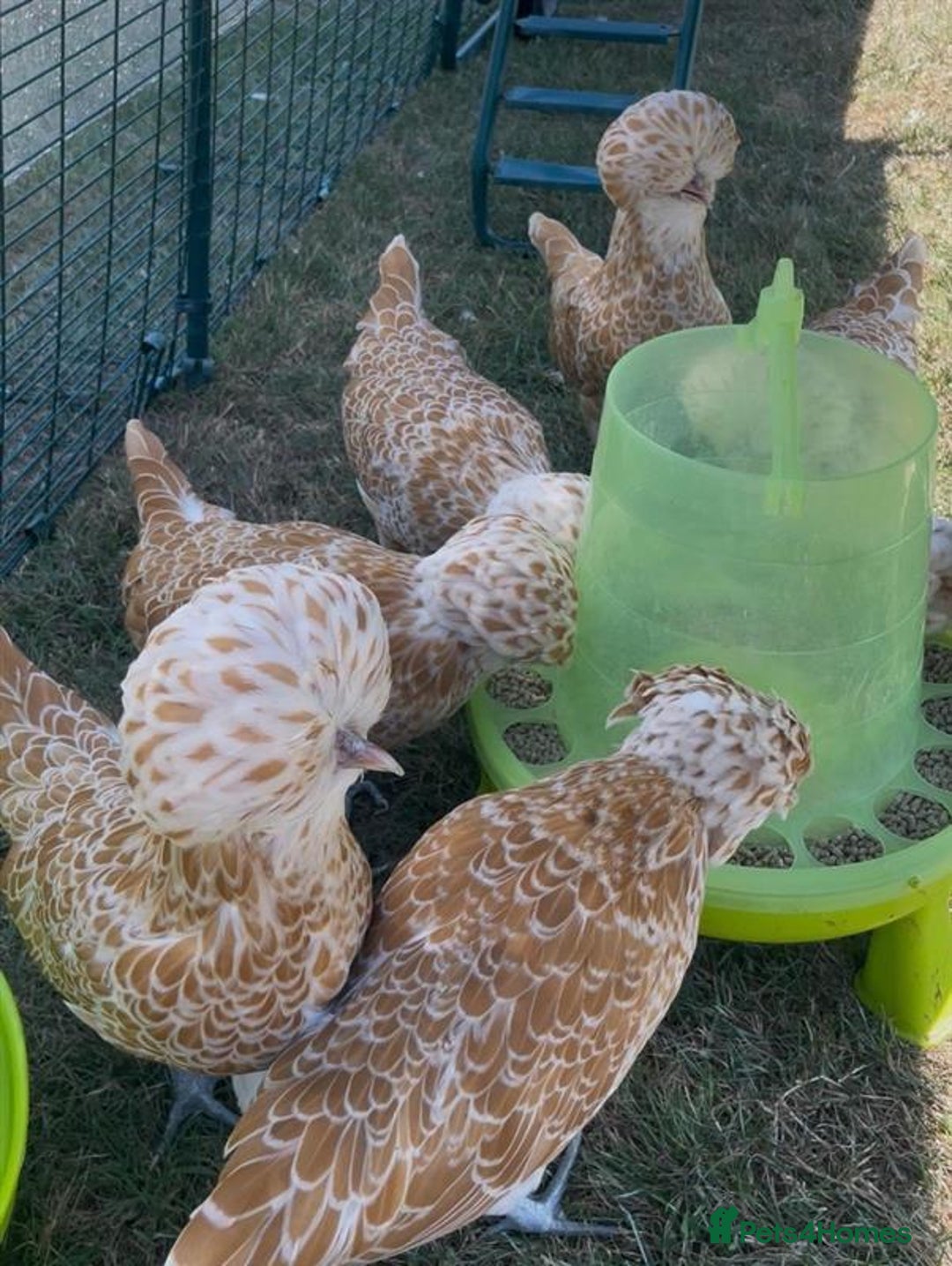 Chickens poultry for sale: Polish Bantams Pullets/hens (Show quality)) - Image 3