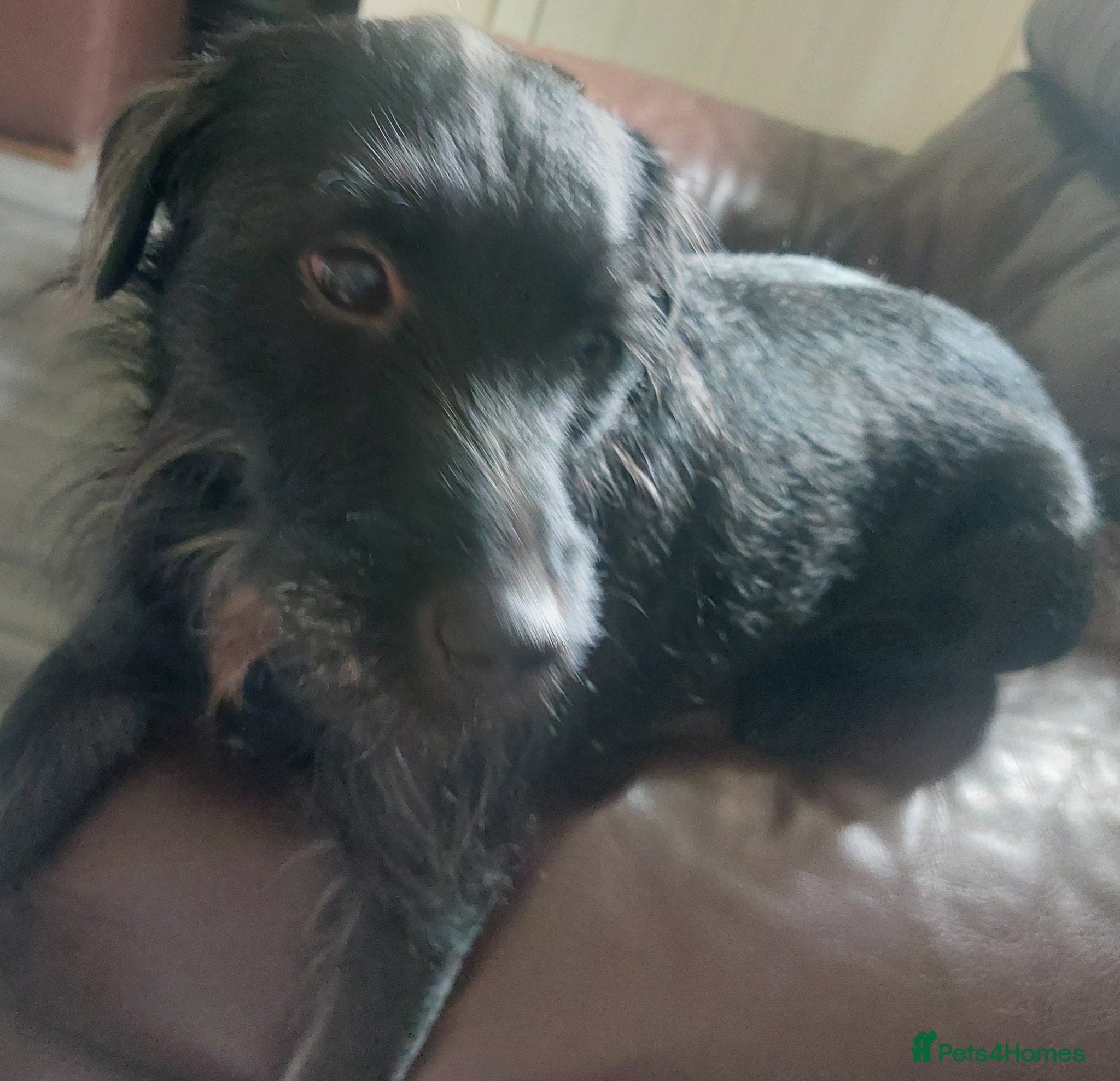 Patterjack dogs Shadow - Advert 1