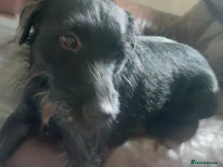 Patterjack dogs Shadow - Advert 2